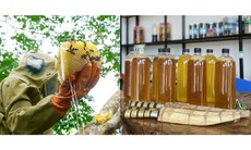Mẹo phân biệt mật ong thật và giả đơn giản ngay tại nhà