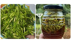 4 tác dụng của hoa đu đủ đực ngâm mật ong