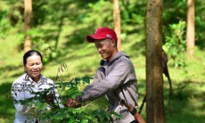 Lợi ích kép của mô hình trồng dược liệu tạo tín chỉ carbon