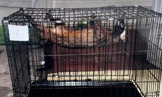 6 cá thể động vật hoang dã mất chân, mù mắt... được giải cứu