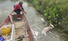 Cá chết trắng lồng trên sông Lam