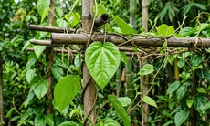 4 thảo dược dùng ngoài hỗ trợ điều trị bệnh trĩ