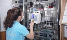 Từ những cuộc giải cứu mèo con bị bỏ rơi đến bài học về trách nhiệm với thú cưng