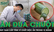 Ăn nửa quả dưa chuột tự trồng người đàn ông suy gan cấp tính vì chất độc ẩn trong vị đắng