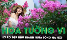 Con đường hoa tường vi đẹp như tranh giữa Hà Nội vào mùa nở rộ, ai đi qua cũng phải ngoái nhìn