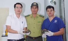 Cứu sống 2 chú rùa quý hiếm, người dân tự nguyện giao kiểm lâm thả về rừng