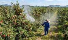 5 hậu quả khi ăn phải thực phẩm tồn dư thuốc trừ sâu trong thời gian dài