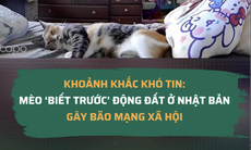 Khoảnh khắc khó tin: Mèo ‘biết trước’ động đất ở Nhật Bản gây bão mạng xã hội