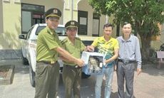 Hai cá thể chim săn mồi quý hiếm 'lạc' vào nhà dân