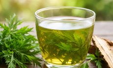 Có nên uống nước lá đinh lăng thay nước lọc hàng ngày?