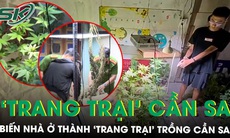 Lên mạng học trồng cần sa, biến nhà ở thành ‘trang trại’ ma túy để kiếm lời