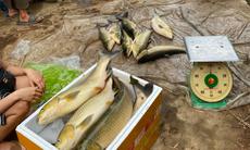 Sở Nông nghiệp và Môi trường TP Huế xác định nguyên nhân cá nuôi lồng chết trên sông Bồ 