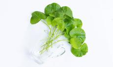 3 công dụng của chiết xuất rau má trong chăm sóc da
