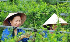 Nghệ An loay hoay nâng giá trị cây dược liệu