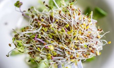 Mỹ bùng phát hàng loạt ca nhiễm khuẩn E.coli và Salmonella từ giá đỗ tươi