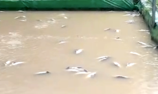 Cá tầm chết trắng hồ sau mưa lũ, người dân Lạng Sơn thiệt hại tiền tỷ