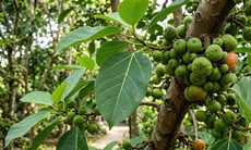 Lá sung nấu nước uống có tác dụng gì?