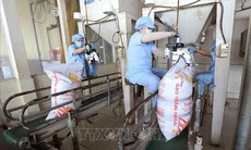 Xuất khẩu gạo đạt 2,91 tỷ USD, giá bắt đầu phục hồi