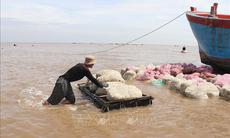 Nghêu thương phẩm có giá cao, người nuôi phấn khởi