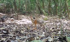 Ngắm những loài động vật quý hiếm sinh sống trong rừng Khánh Hòa