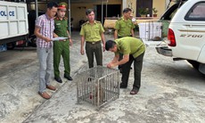 Bắt được khỉ quý hiếm lạc vào nhà, nam thanh niên mang nộp công an