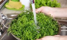 5 nhóm người có thể bổ sung lá đinh lăng vào chế độ ăn