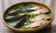 6 mẹo chọn cá tươi ngon và an toàn