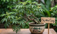 Lá đinh lăng nấu nước uống có tác dụng gì?