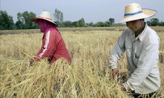Thị trường nông sản: Giá gạo trắng 5% tấm của Thái Lan cao nhất trong 2 tháng