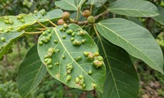 5 bài thuốc dân gian dùng lá sung tật hỗ trợ trị bệnh
