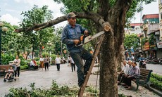 Phạt tiền đến 50 triệu đồng nếu tự ý chặt hạ, dịch chuyển cây xanh