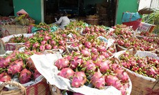 Giá thanh long chạm đáy, nhà vườn thua lỗ nặng