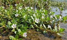 Cách dùng rau đắng biển giúp tăng cường trí nhớ, an toàn cho sức khỏe