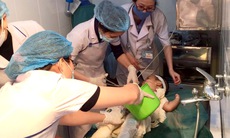 Nhiễm trùng do dùng nước mắm và rượu chữa bỏng