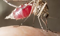 Bước tiến mới trong phát triển vaccin ngừa sốt rét