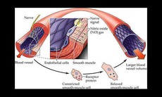 Vì sao cần bổ sung oxid nitric?