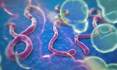 Sự nguy hiểm của virut Ebola