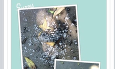 Hoang mang đá không tan gây khó thở, buồn nôn