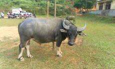 Hy hữu chuyện giám định ADN cho trâu ở Bắc Giang