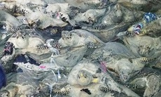 Bộ Công an “đột kích” 2 cơ sở chế tác rùa biển tại Nha Trang