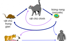 Ai dễ bị nhiễm ký sinh trùng Toxoplasma gondii?