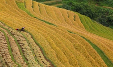 Tây Bắc - "bảng màu" tuyệt mỹ của thiên nhiên