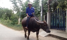 Tin đồn “nhảm” khiến cả cù lao sợ trâu