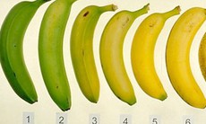 Nhận biết trái cây nhiễm hóa chất “đầu lâu xương chéo”