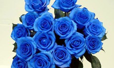Valentine xa xỉ, hoa hồng xanh 4 triệu đồng/bó gây sốt