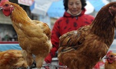 Sau cúm A/H5N1, H7N9, có phải là H10N8?