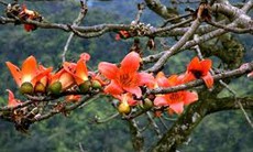 Bài thuốc chữa lở ngứa