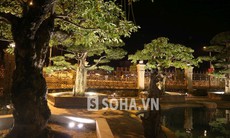 Vườn cây triệu đô trong khuôn viên lâu đài đại gia Phủ Lý