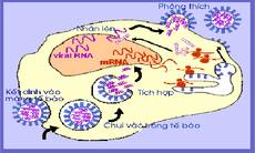 Những hạn chế của thuốc kháng virut