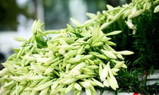 Tháng tư - Loa kèn xuống phố